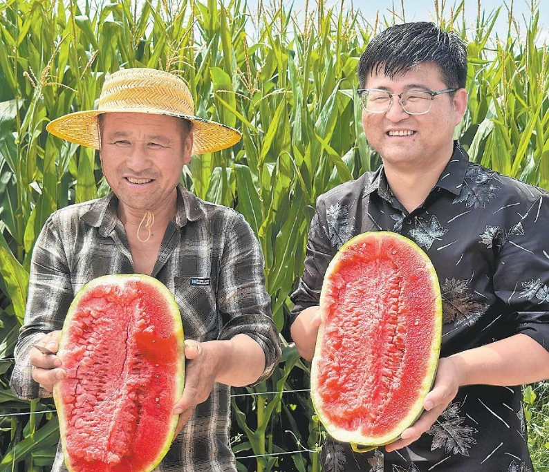 定边县畅通线上线下销售渠道 4万余亩沙地西瓜“走四方”